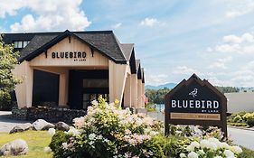Bluebird Lake Placid